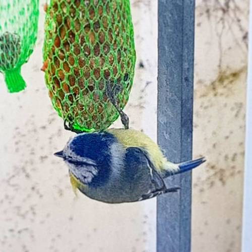 #FeedThePoor #birdie #bird #bluetit #winter2018 #coldasass #minus #hungry via Instagram http://ift.tt/2CGDO5w