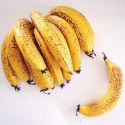 frostied:  beinghappyhavingjoy:  last-submarine:  beinghappyhavingjoy:  dietfitnesshealth:  nourish—yourself:  Now this is what a lovely bunch of RIPE bananas look like 🍌 Brown spot are good! It means that the starch in the fruit has started to break