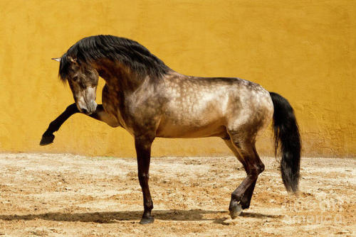 aviddiscoverer:Beautiful dappled Lusitanio stallion