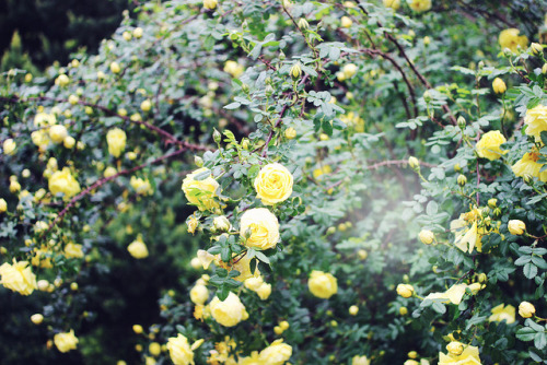 englishsnow:   Sandra Beijer 