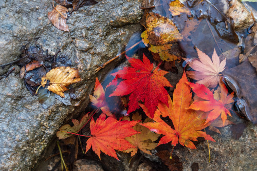 Autumn colors in Bukhansan National Park.