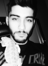 gay4zayn:  Zayn Malik Selfies 