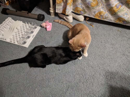 Flynn loves to lick other cats’ heads.  Linux doesn’t usually mind.
