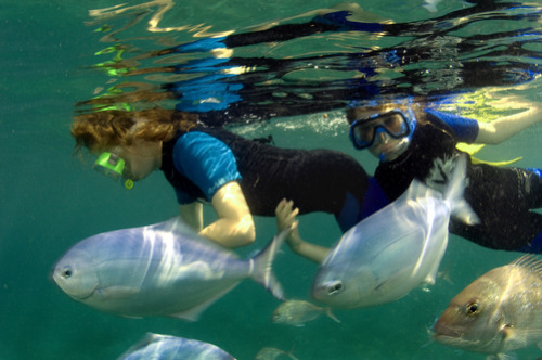 unrar:  Kids snorkeling with schools of fish at Goat Island Marine Reserve, by Brian J. Skerry. 