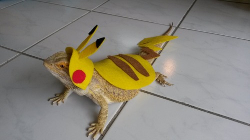 thingsonmydragon:what’s this?? your pikachu is evolving into a gyarados??? ok I guess