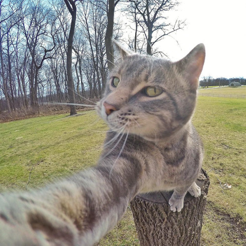 XXX selfie cat lol XD photo