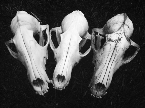 roadkillandcrows:My fox skulls.