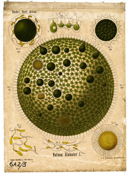 Dodel-Port Atlas, botanical wall chart Volvox Globator, a species of green algae. The images were dr