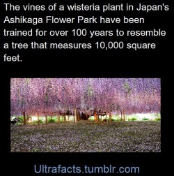 ultrafacts:  Source    Follow Ultrafacts for more facts      Its shit like this that makes me love Japan.