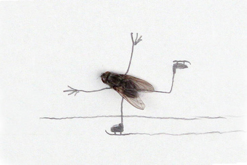 For many people, flies are disgusting creatures, especially when they are dead! for Swedish photogra