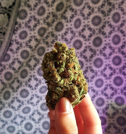 medical-stoner:  Little nug just for you! 🍃