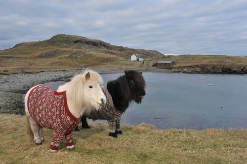 rainbowbarnacle:awkwardsituationist:photos by rob mcdougall of shetland ponies, named fivla and vita