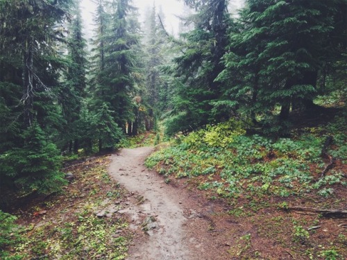 justapplyyourself: Pacific Crest Trail. Mt. Hood, Oregon.