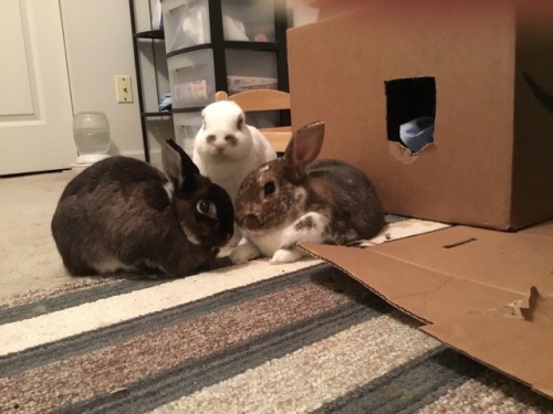 Bunny meeting in session. Topic of the Day: How to get more treats!