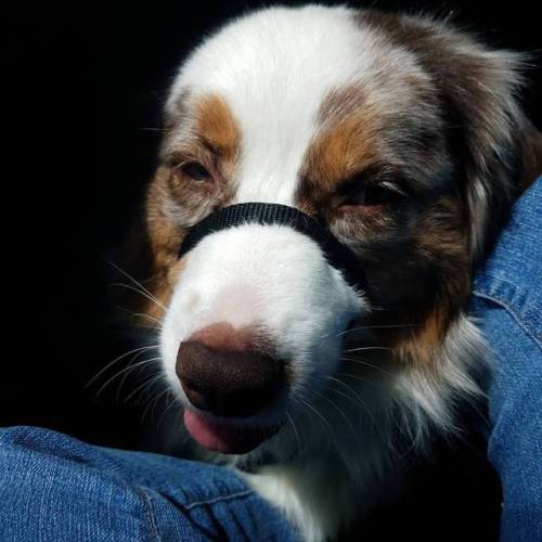 Hot dog in the sun! #skytheservicedog #miniaustralianshepherd #australianshepherd #sun #texas