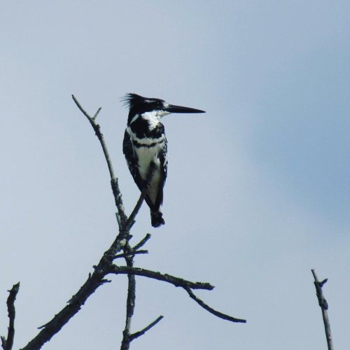 These kingfishers just never get old. (Pied Kingfisher, Ceryle rufus) #kingfisher @avibase #nevernot