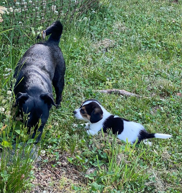 very tiny white, black, and brown puppy next to much larger, though only 20 lbs, all black dog