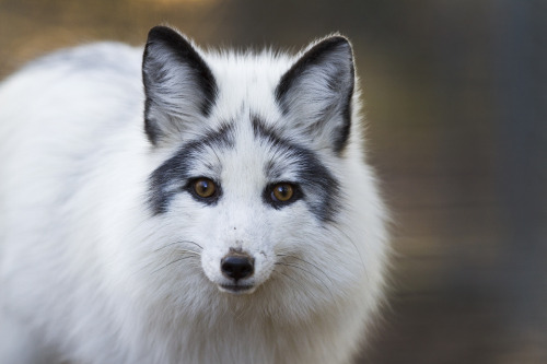 lavulgarlove: cattie-candescent: everythingfox: The Rare Marble Fox. Legend has it, seeing it on you