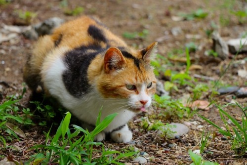 y-hoshizaki:  今日の猫。