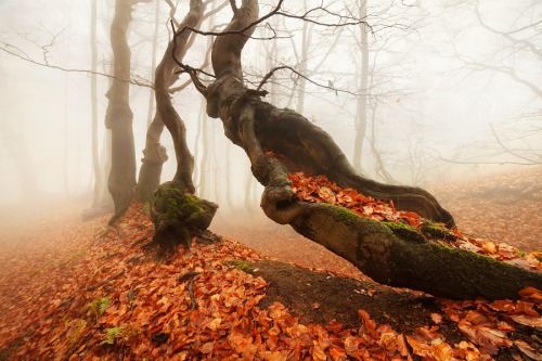 Porn cosyautumnvibes:  The tree looks like a hammock, photos