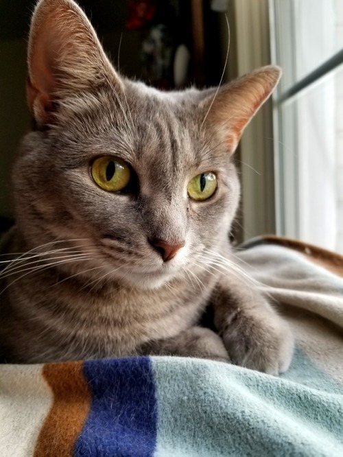 janewilsonrva: That Look… Richmond, Virginia (USA) Charlotte, wishing everyone a purr-fect Ca