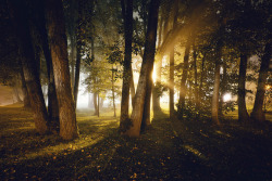 lunisce:  Trees & Light by Atmospherics