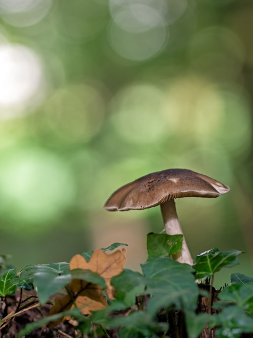 silentfrost: ‘Pilz’ by hsbonn