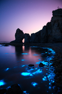 wowtastic-nature:  💙 Fluorescent sea night