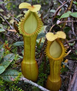 jeremiahsplants:A couple beautiful of Nepenthes edwardsiana pitchers in Borneo.  . . . . . . . . #nepenthes #nepenthesedwardsiana #edwardsiana #kinabalu #borneo #sabah #trekking #hugepitcher #maneater #plants #botany #botanist #plant #nikon Nikond750