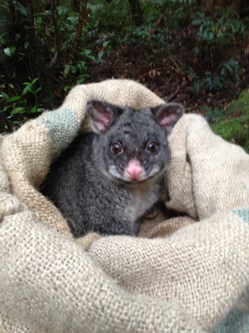 oceaniatropics: A Mountain Brushtail Possum, Central Highlands of Victoria, Australia, by Jared Pr