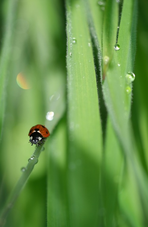 photoshamanism: Some folks in my garden would love to say “Happy Birthday” to a very special lady. A