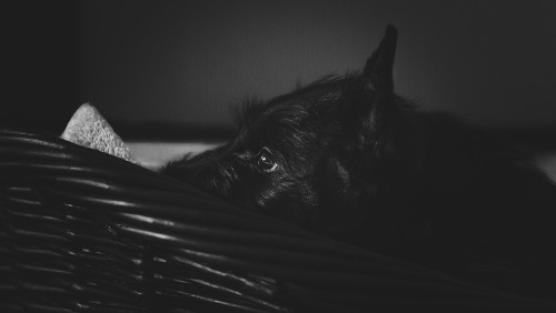 tumblr photo dudebronews 0
