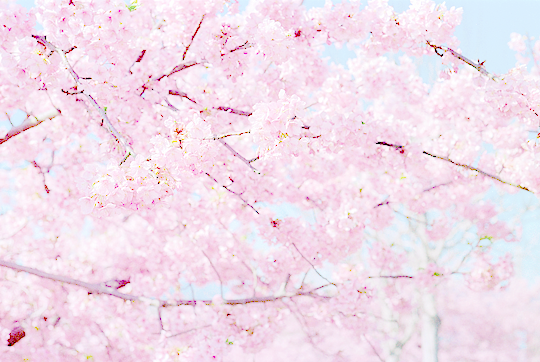 河津桜、松田山 by dreamylyricist ☆