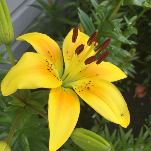 nationofawol: I’ve been documenting all the flowers around my house this year, and the yellow 