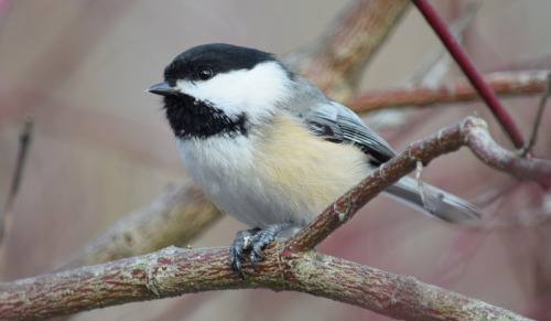 The most adorable little brainiac! Chickadees may be tiny (only 11 grams!), but there’s a surp