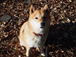 shibainu-komugi:  今日の柴犬の小麦さん