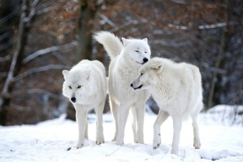 wolveswolves:  By Werner Freund