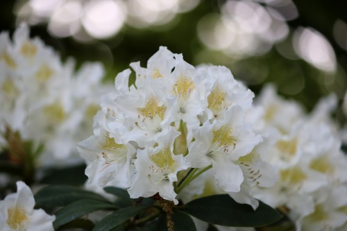 Rhododendron