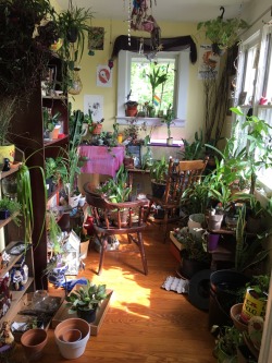 shay-gnar:  esthergreenwoood:  my new house has a plant room/sun room. can’t wait to live with my partners 🌱  wow!!!!! 