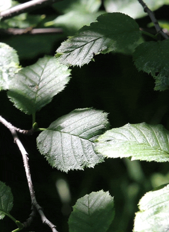 Alder Leaves Dancing in Lightgif by riverwindphotography, July 2017