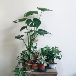 joannahalpin:My baby got me new plant babies for my birthday 🌿🎈