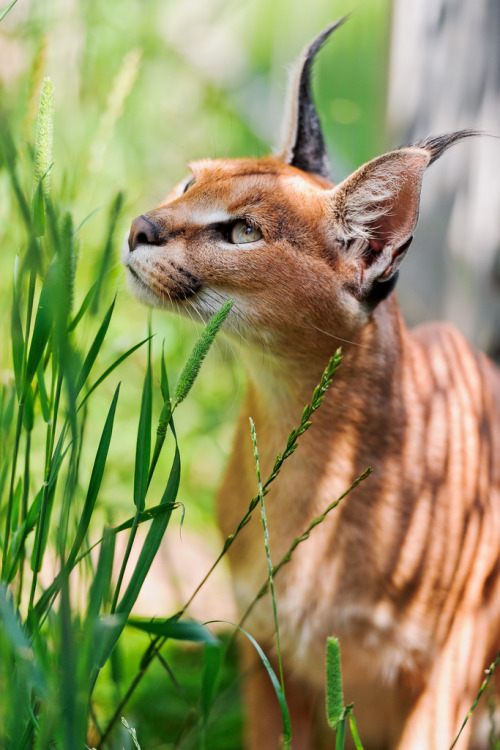 magicalnaturetour: Joeyline among the grasses (by Tambako the Jaguar)