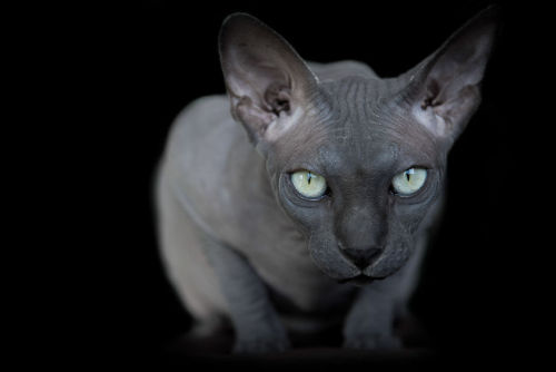 menimienaimori:  Sphynxes by Alicia Rius Photography