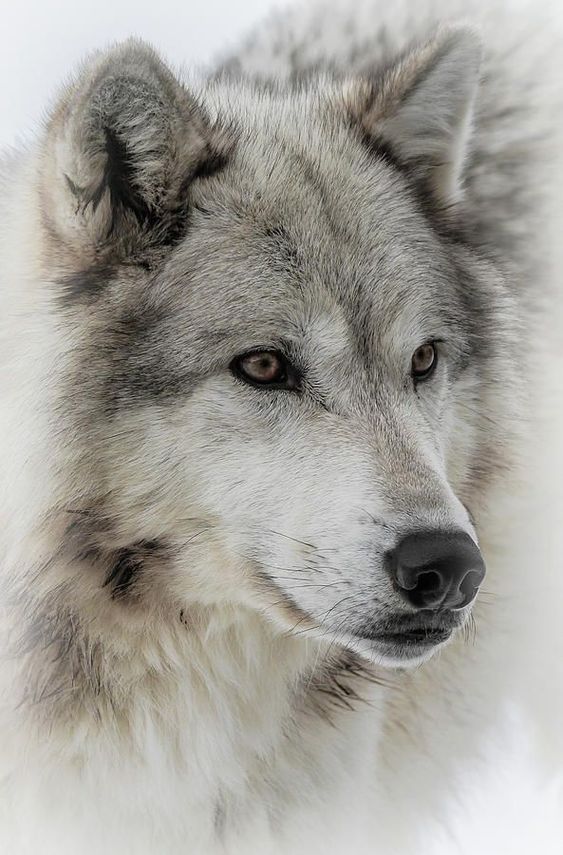 Wolf Dog by Athena Mckinzie