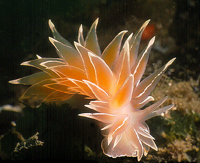 thefruitdragon:  Dirona Albolineata  Dirona appreciation post because there’s not enough of these little beauties on here.  
