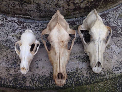 roadkillandcrows: Some comparison pics of my new Alsatian skull and the dog skull I already had. Als