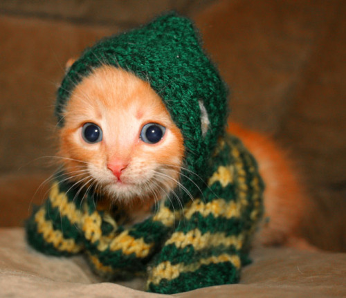 thisprettywren:Some cute animals for Roane. Because cute is good, and animals are good, and she’s be