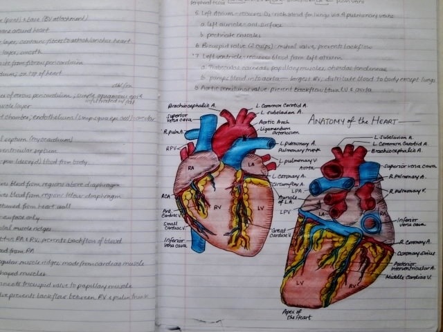 telencefalon:  Anatomy &amp; Physiology Notebook. A few pages from my anatomy