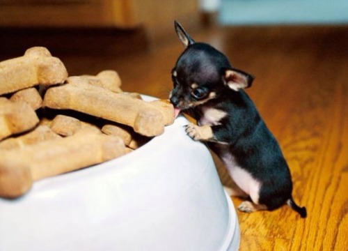 flapjackcat50:  Have some puppies and kittens  Cuteness overload :)