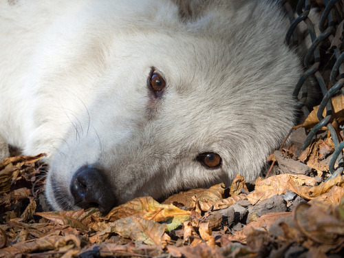 wolveswolves: Hudson bay wolf (Canis lupus adult photos